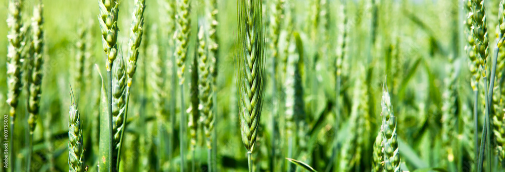 Ears of green wheat, close-up.