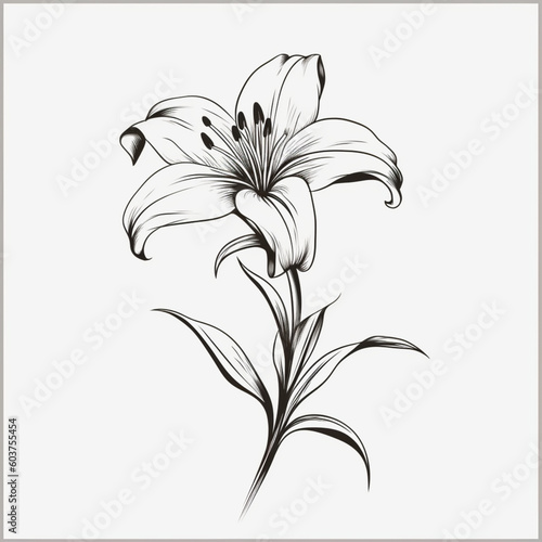 illustration of a lily