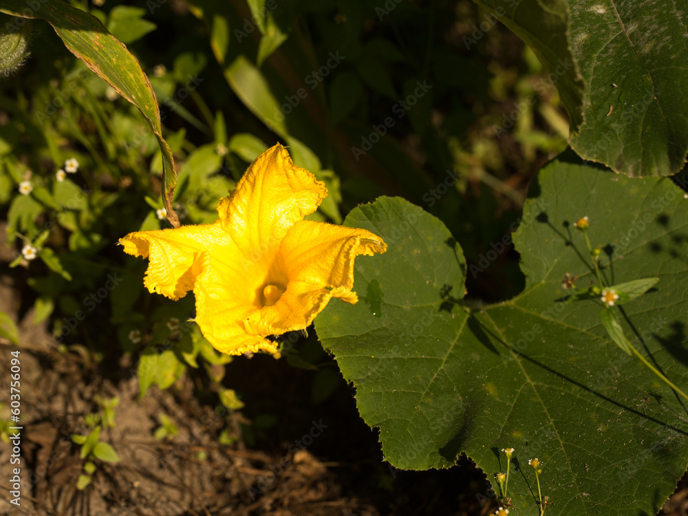 Autumn pumpkin harvest, solar energy in each fruit Autumn pumpkin harvest, solar energy in each fruit