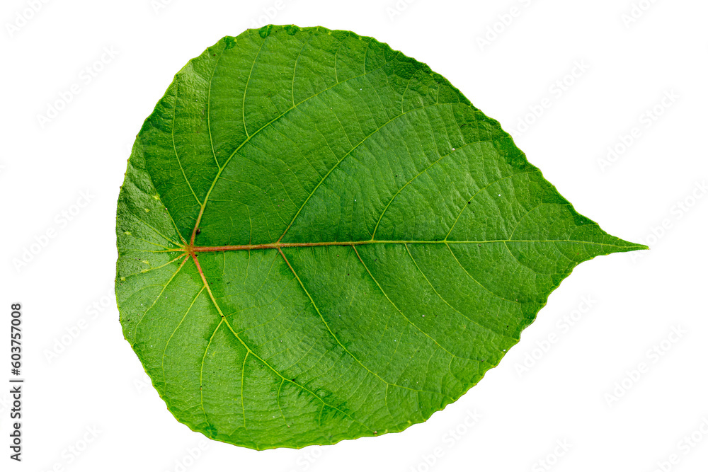 Obraz premium Close up of green heart-shaped Acalypha hispida leaf with detailed leaf outline