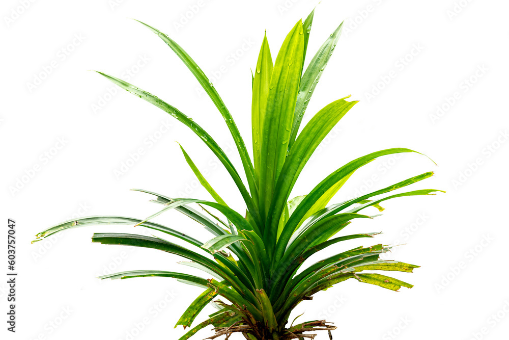 Obraz premium One stem of the Pandan plant or Pandanus amaryllifolius whose leaves are in the form of green blades with a fragrant aroma