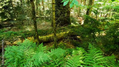 Fototapeta Naklejka Na Ścianę i Meble -  wild forest green frondage - plants, trees and scrubs - photo of nature
