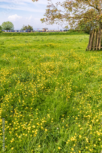 Springtime buttercups in flower on the banks of the Gloucester & Sharpness Canal at Frampton on Severn, Gloucestershire, England UK