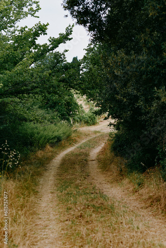 road in the woods