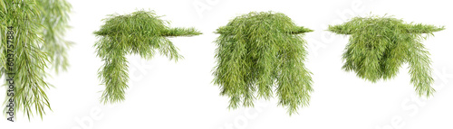 Set of Acacia Cognata creeper plants, isolated on transparent background. 3D render. photo