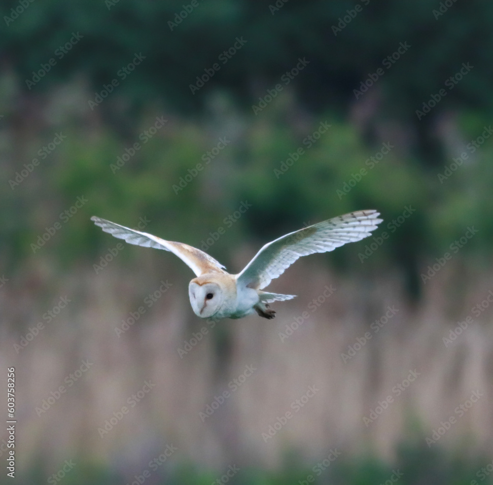 A stunning animal portrait of a Barn Owl in flight over the countryside. This Owl was out shortly after sunrise hunting for food. A stunning animal portrait of a Barn Owl in flight over the countryside. This Owl was out shortly after sunrise hunting for food.