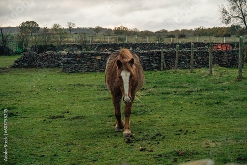Caballo, Horse, Yegua, Potro