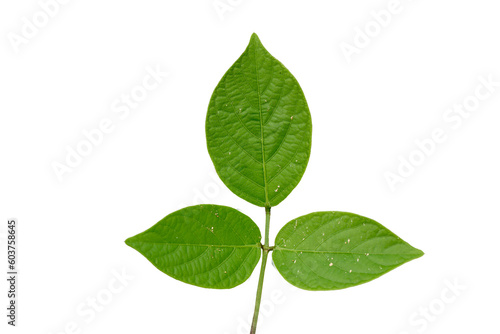 Close up of green and heart-shaped vine leaves with detailed leaf outline