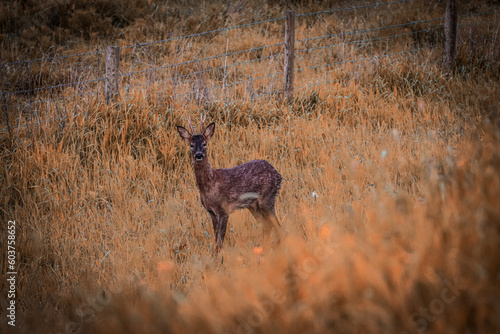 A stunning animal portrait of a Roe Deer in the wild