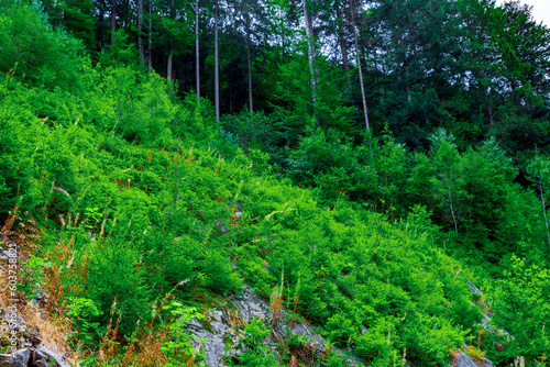Scenic panoramic landscape: beautiful clinic black forest HD pics, Germany, EUROPE
