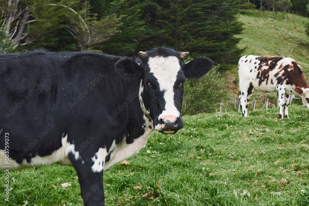 Cows spending the day in the meadow