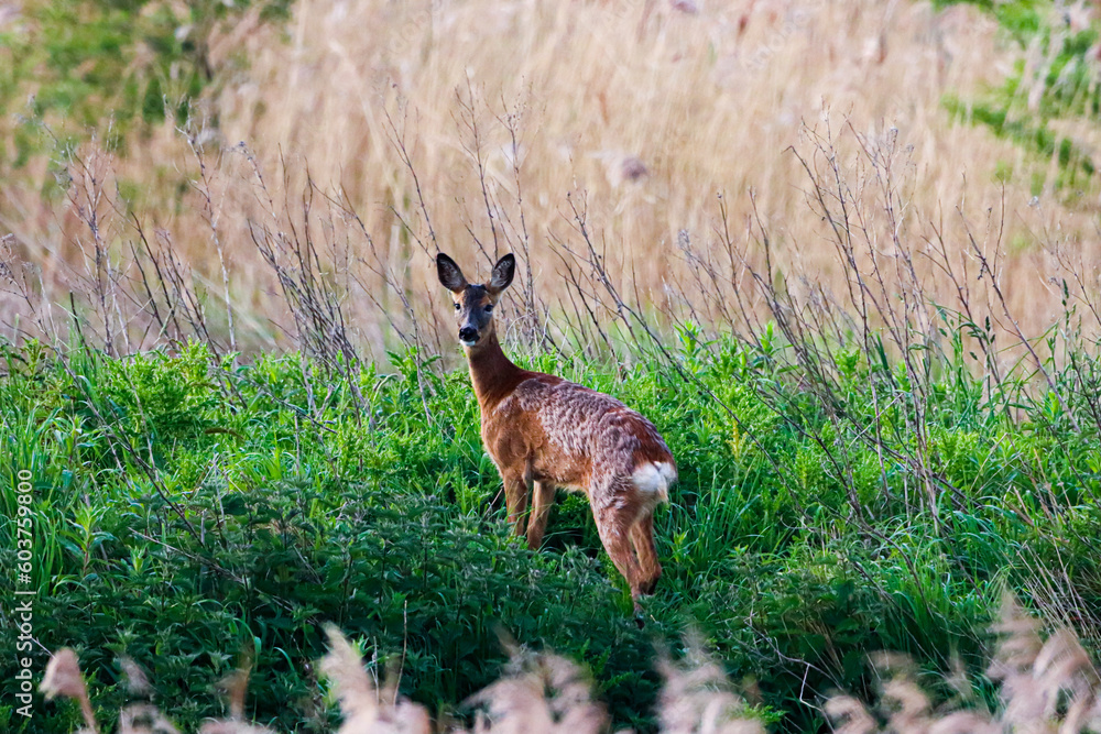 A beautiful animal portrait of a Roe Deer in the countryside A beautiful animal portrait of a Roe Deer in the countryside