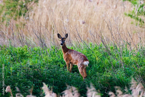 A beautiful animal portrait of a Roe Deer in the countryside