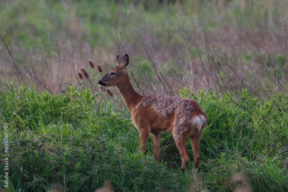 A beautiful animal portrait of a Roe Deer shortly after sunrise