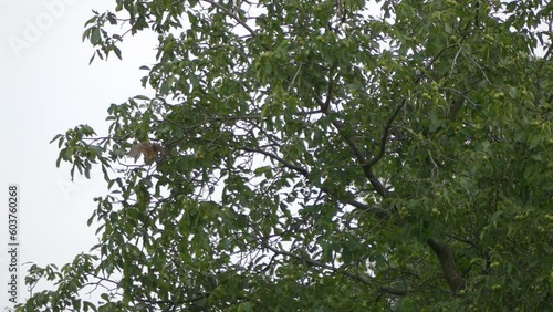 Bird European honey buzzard, Pernis apivorus sits on branch of Common walnut, Juglans regia and flies away. Bird of prey Common pern and green trees with leaves and ripening nuts of Persian walnut. photo