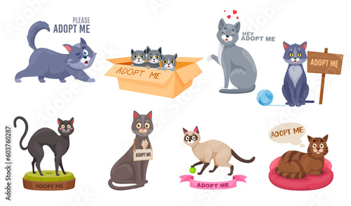 Adopt a cat vector, cute homeless kitty waiting for adoption. Cartoon characters need help, find home to homeless animals. Sad kittens with text please adopt me sitting in cardboard box