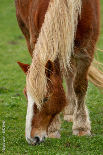 horse in the meadow