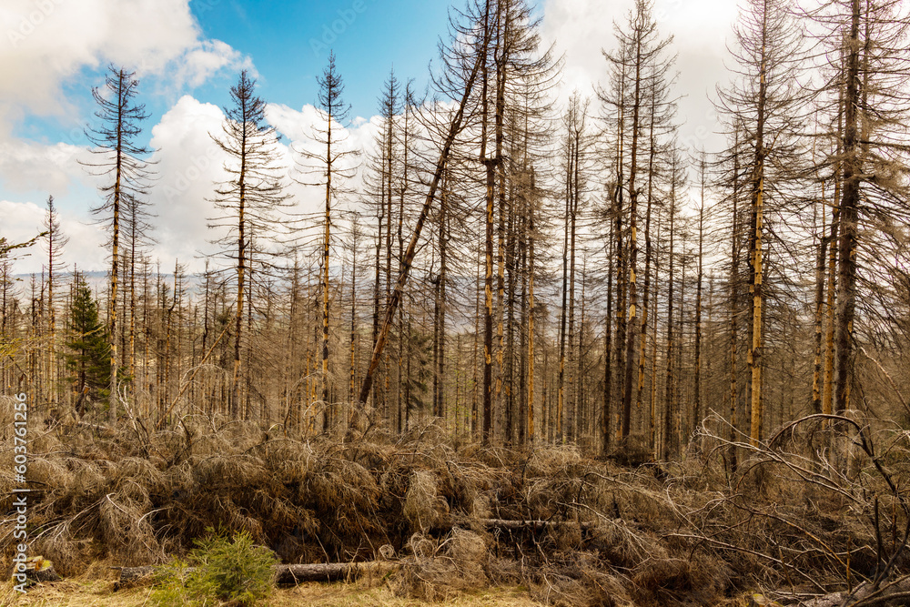 dried trees without leaves in an abandoned forest