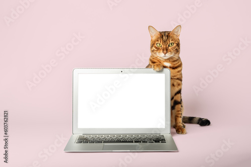 Cat in a shirt and tie with a laptop on the background.
