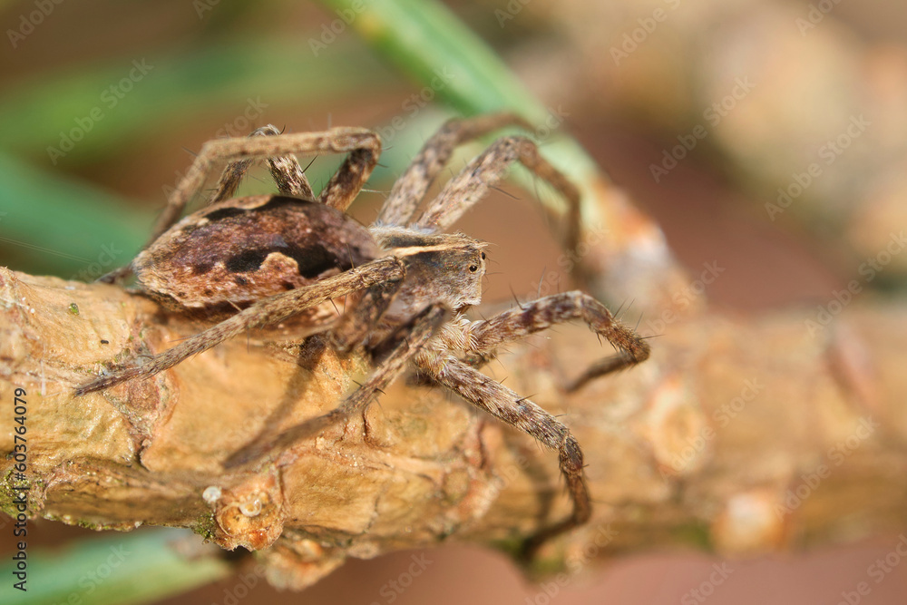 close-up macro photo of a spider on a branch in a natural environment in a forest in Ukraine close-up macro photo of a spider on a branch in a natural environment in a forest in Ukraine