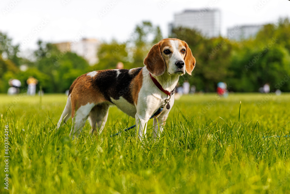 Beagle dog on the green grass in a park.