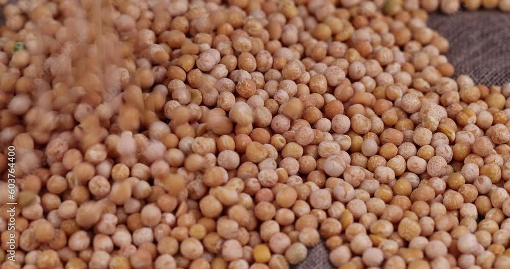 pour dry yellow peas scattered before cooking, Dry hard yellow peas for cooking porridge pour dry yellow peas scattered before cooking, Dry hard yellow peas for cooking porridge