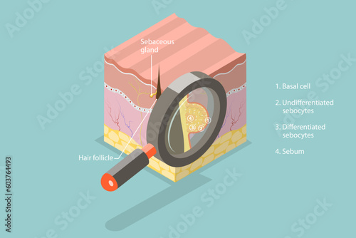 3D Isometric Flat Vector Conceptual Illustration of Sebaceous Gland, Skin Anatomy
