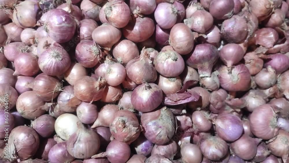 Onion. Allium cepa. Also known as the bulb onion or common onion. Onion. Allium cepa. Also known as the bulb onion or common onion.
