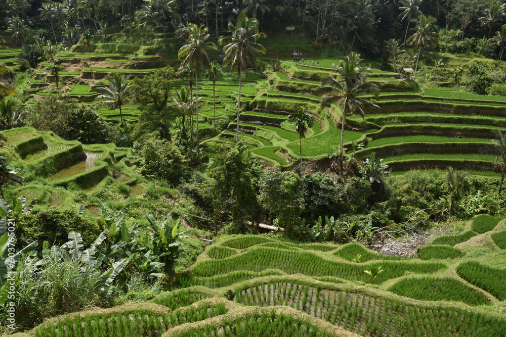 Tarasy ryżowe niedaleko miasta Ubud w centralnej części wyspy Bali w Indonezji