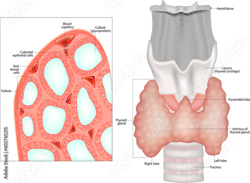 Structure thyroid gland. Histological structure of Thryoid follicle thyroid or epithelial cells or thyrocytes