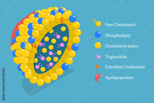 3D Isometric Flat Vector Conceptual Illustration of Chylomicron Structure, Lipoproteins of the Blood, LDL and HDL photo