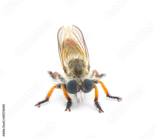 robberfly or robber fly - one of the three species of Megaphorus. clausicellus, laphroides or minutus. isolated on white background.  front view photo