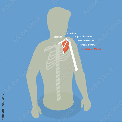 3D Isometric Flat Vector Conceptual Illustration of Teres Major Muscle , Anatomical Scheme photo