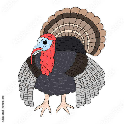 Thanksgiving turkey bird. Vector Illustration isolated on white