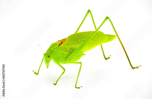 Beautiful lime green male Florida katydid - amblycorpha uhleri either longinicta or arenicola. Brown saddle called stridulatory file visible. Isolated on white background front side profile view