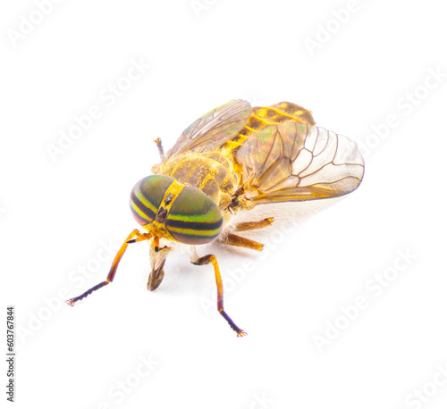 striped horse fly - Tabanus lineola - is a species of biting horse-fly. It is known from the eastern and southern United States and the Gulf coast of Mexico isolated on white background face view