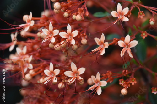 Kolorowe egzotyczne kwiaty w Azji południowo wschodniej