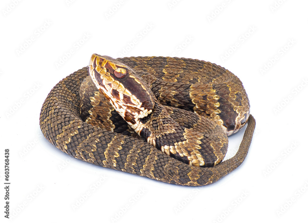 Florida cottonmouth snake Agkistrodon conanti a species of venomous