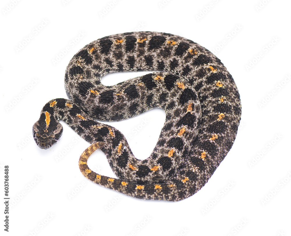 Dusky Pigmy or Pygmy Rattlesnake - Sisturus miliarius barbouri - Isolated on white background top dorsal view from above Dusky Pigmy or Pygmy Rattlesnake - Sisturus miliarius barbouri - Isolated on white background top dorsal view from above