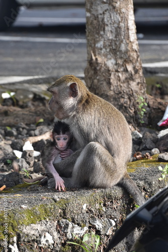 Mama małpa wraz z dzieckiem małpką w poszukiwaniu jedzenia na jednym z parkingów na egzotycznej wyspie Bali w Indonezji © Tomasz Aurora