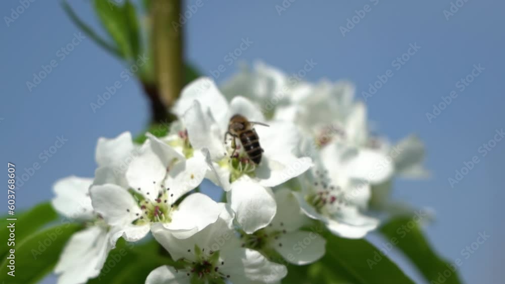 The bee pollinates, collects nectar on white pear apple flowers. Slow motion, close-up. The bee pollinates, collects nectar on white pear apple flowers. Slow motion, close-up.