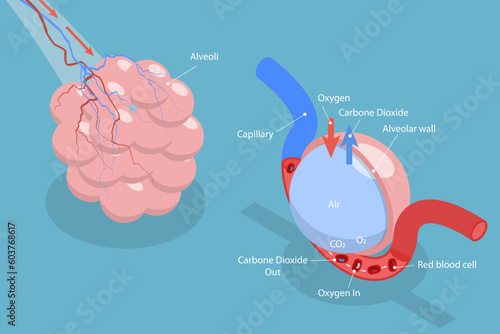 3D Isometric Flat Vector Conceptual Illustration of Alveolus Gas Exchange, Respiratory System
