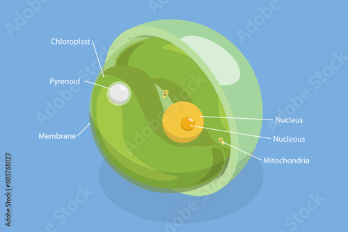 3D Isometric Flat Vector Conceptual Illustration of Chlorella, Educational Dagram