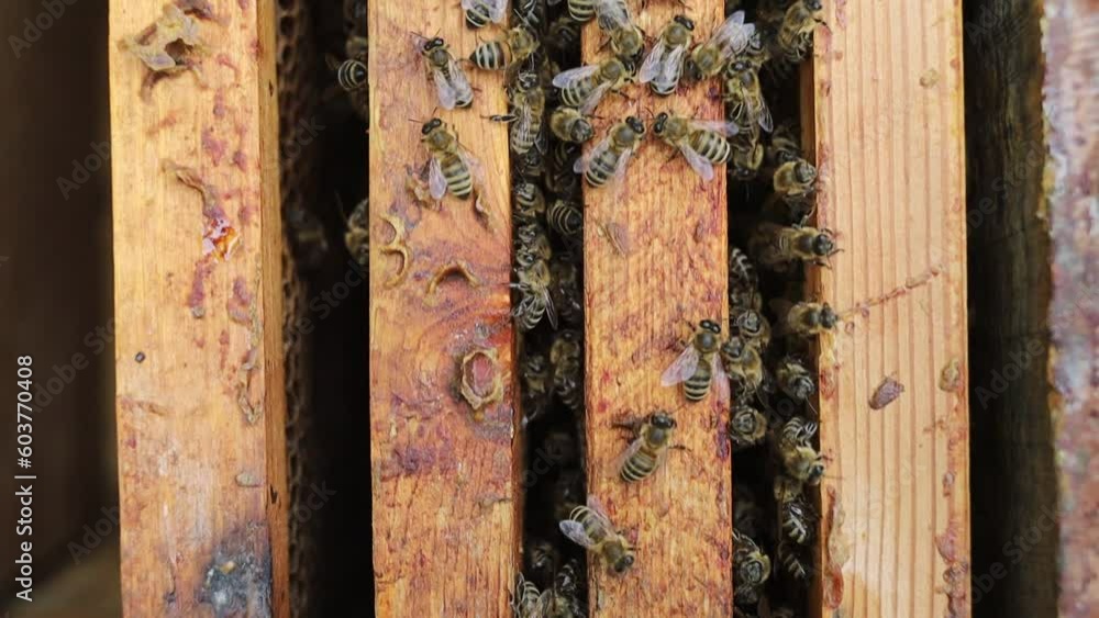 Many bees on a frame in an apiary. Many bees on a frame in an apiary.