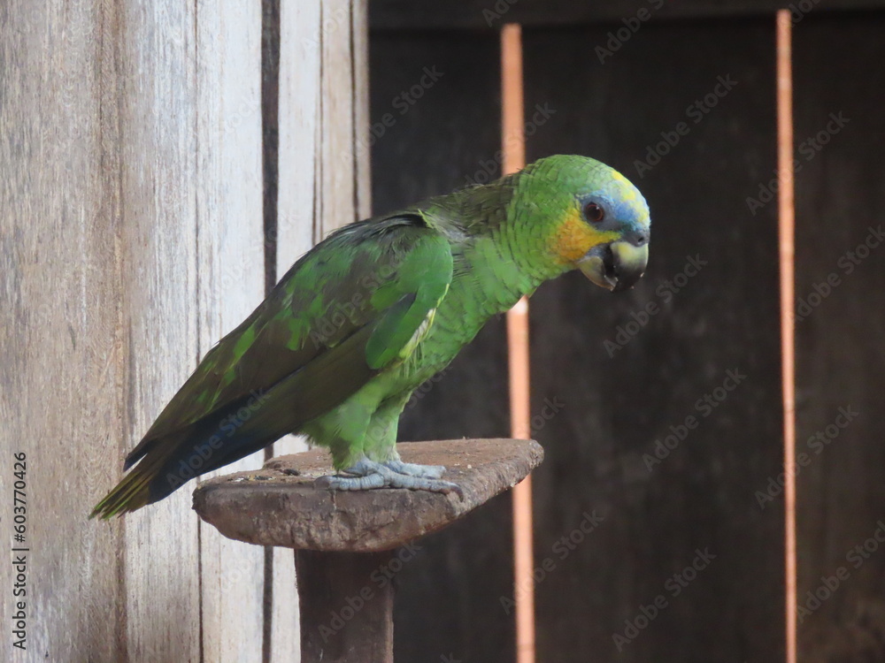 Obraz premium blue and yellow macaw