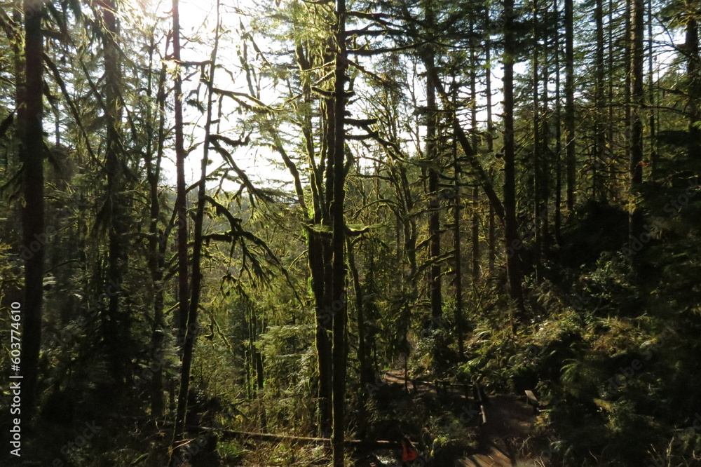 trees in the forest trees in the forest