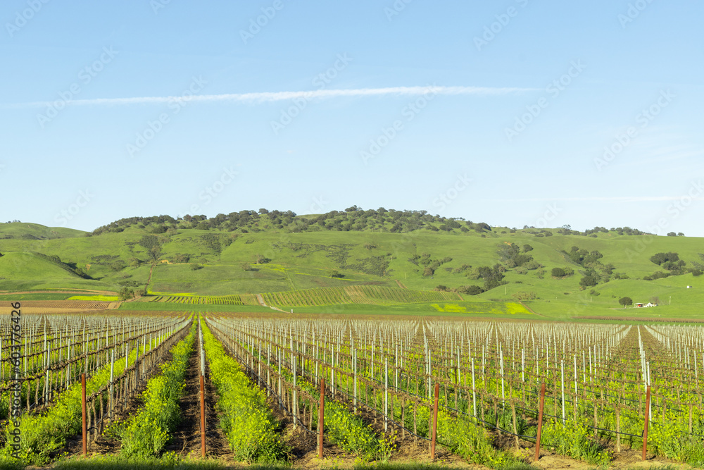 A vineyard with a hill in the background