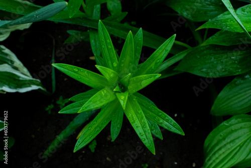 rain drops on a leaf