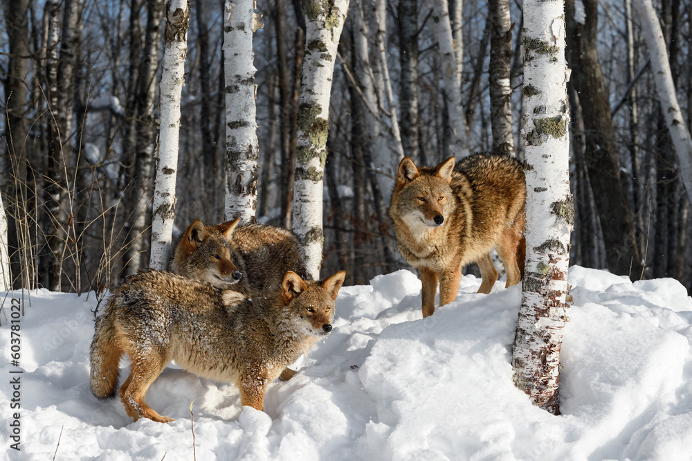 Naklejka premium Three Coyotes (Canis latrans) Stand at Edge of Birch Forest Winter