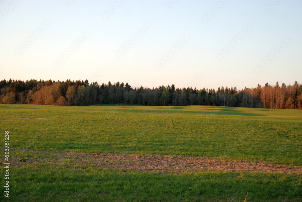 Field with green fresh grass. Spring evening, clear sky, the sun leaned low to the horizon, A wide field with low grass beyond the field, a forest is visible. There are almost no clouds in blue sky.